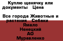 Куплю щенячку или документы › Цена ­ 3 000 - Все города Животные и растения » Собаки   . Ямало-Ненецкий АО,Муравленко г.